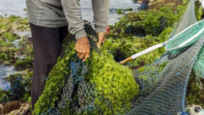 Venezuela se consolida como el segundo exportador de algas marinas en Latinoamérica tras envío a España y Chile